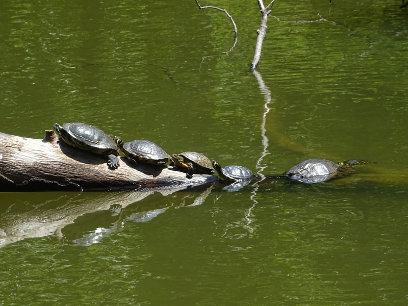 Testudinidae......Emys e Trachemys